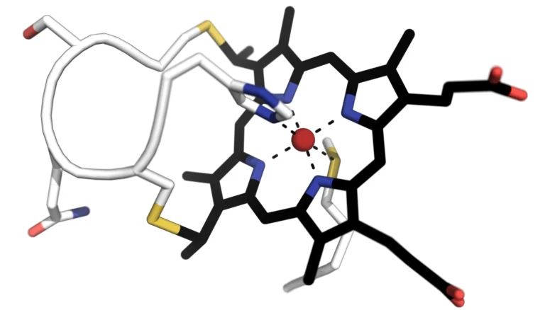 cytochromes